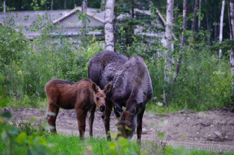 Neighborhood Moose . Picture of mama and baby moose in front yard 