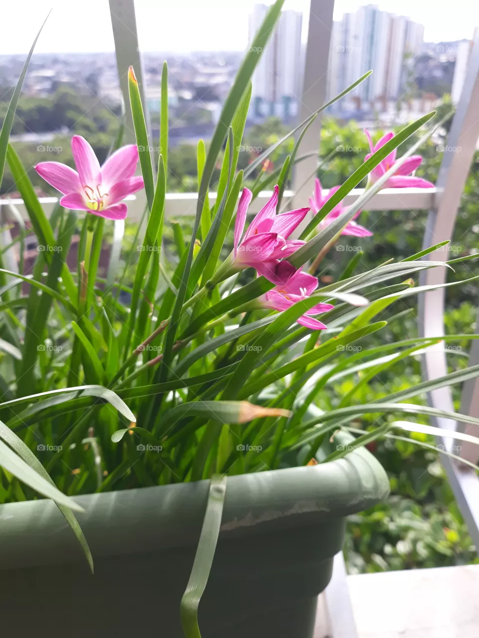 Flora