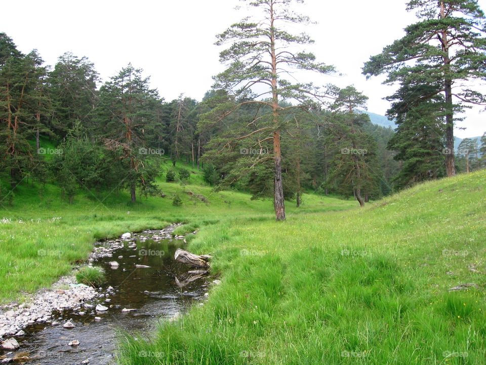 Nice landscape of forrest and river