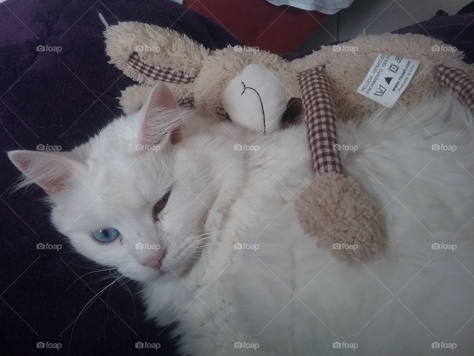 white persian cat sleeping with bunny toy