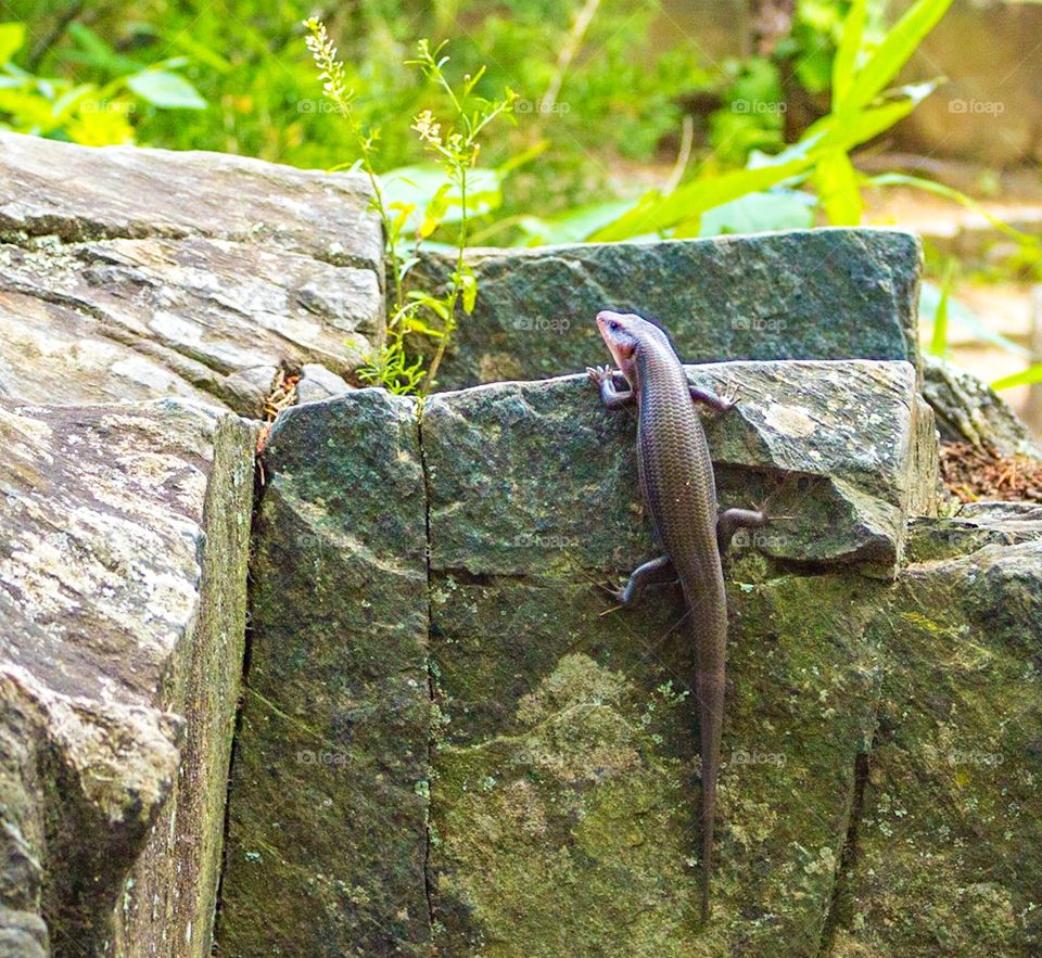 Reptile on stone 