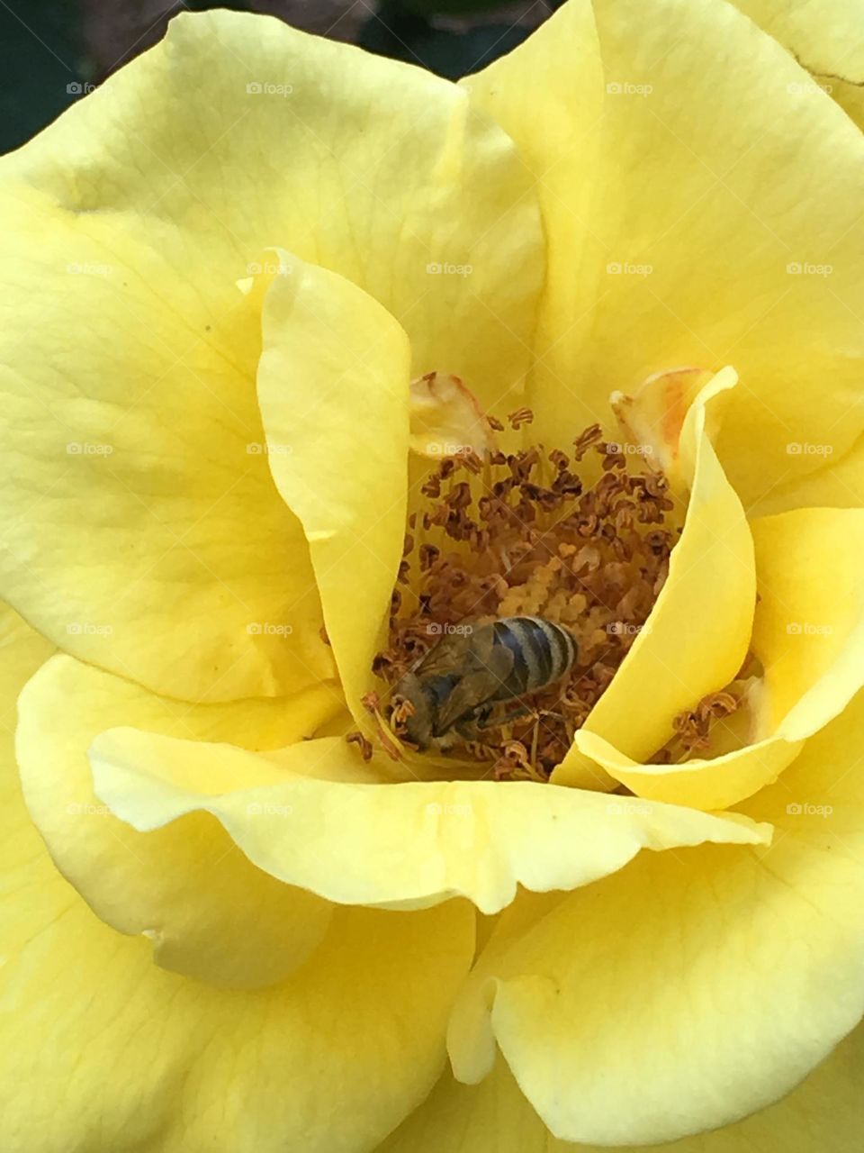 Honey bee pollinates yellow rose, fills frame 