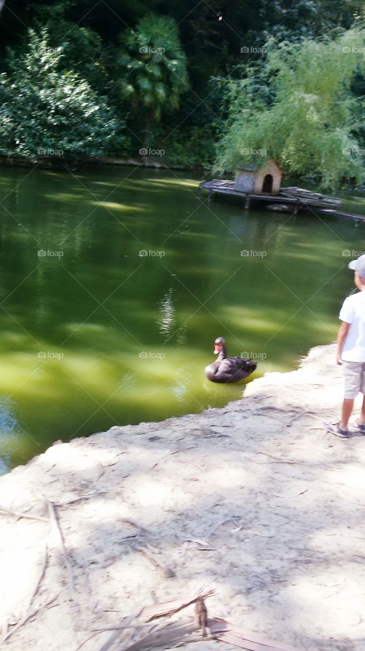 Sochi,park Dendrarium _swan lake