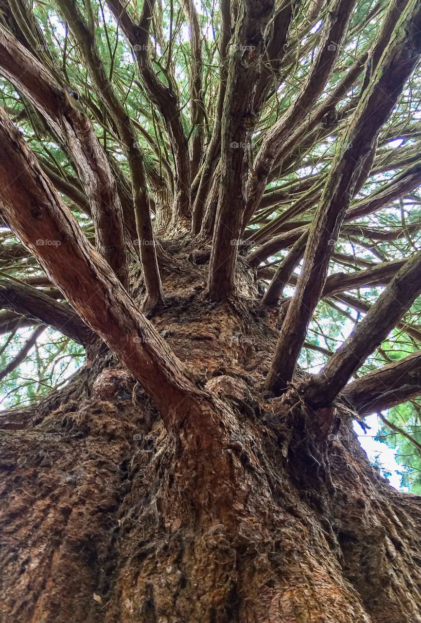 A view up through the branches of a sequoia tree 