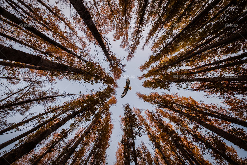 Eagle above the forest