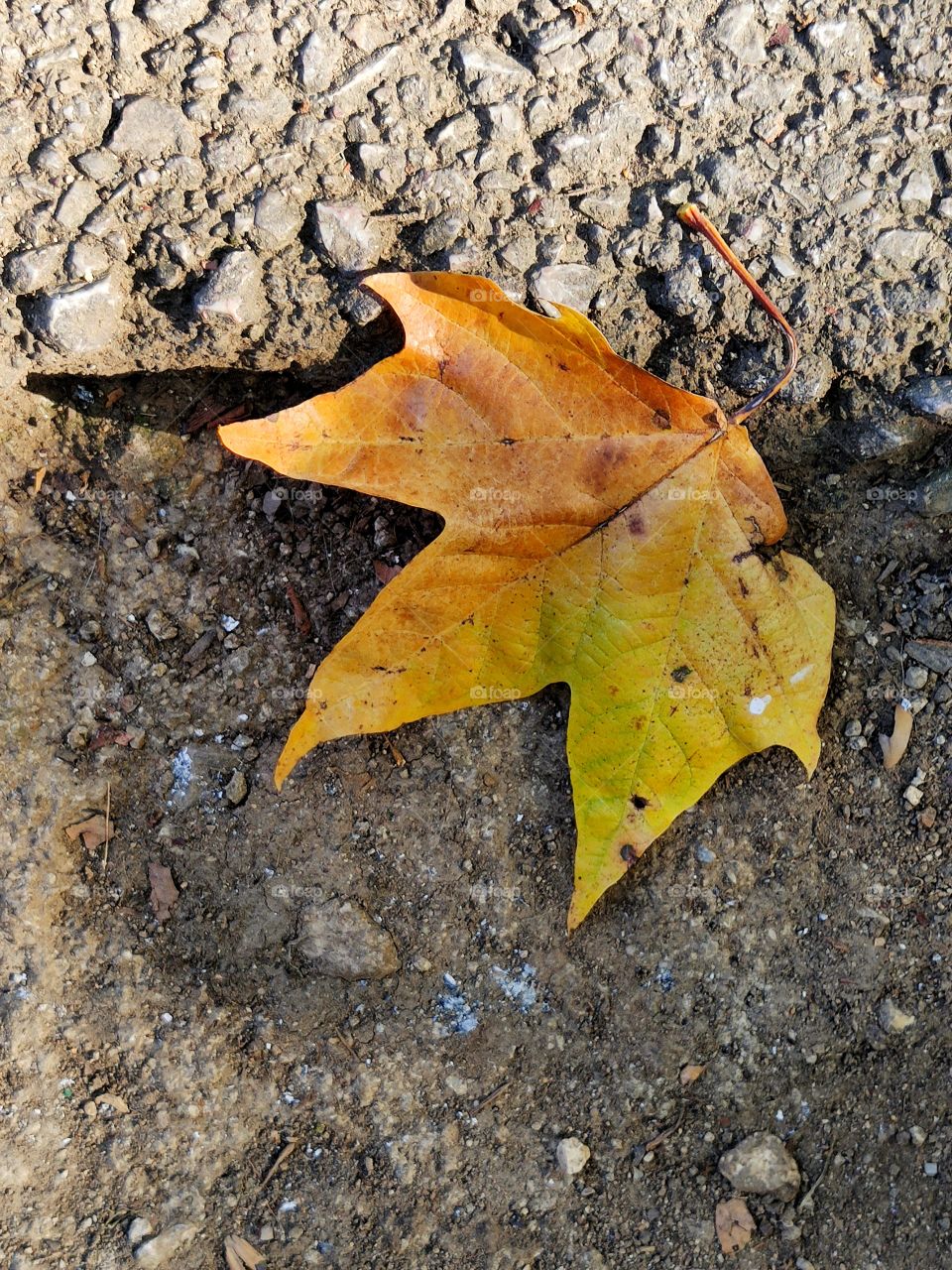 First signs of autumn in Sarajevo.