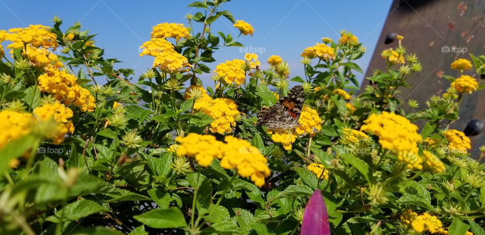 A yellow flower Bush along a bridge with a monarch butterfly subtly sitting on a flower in the middle.