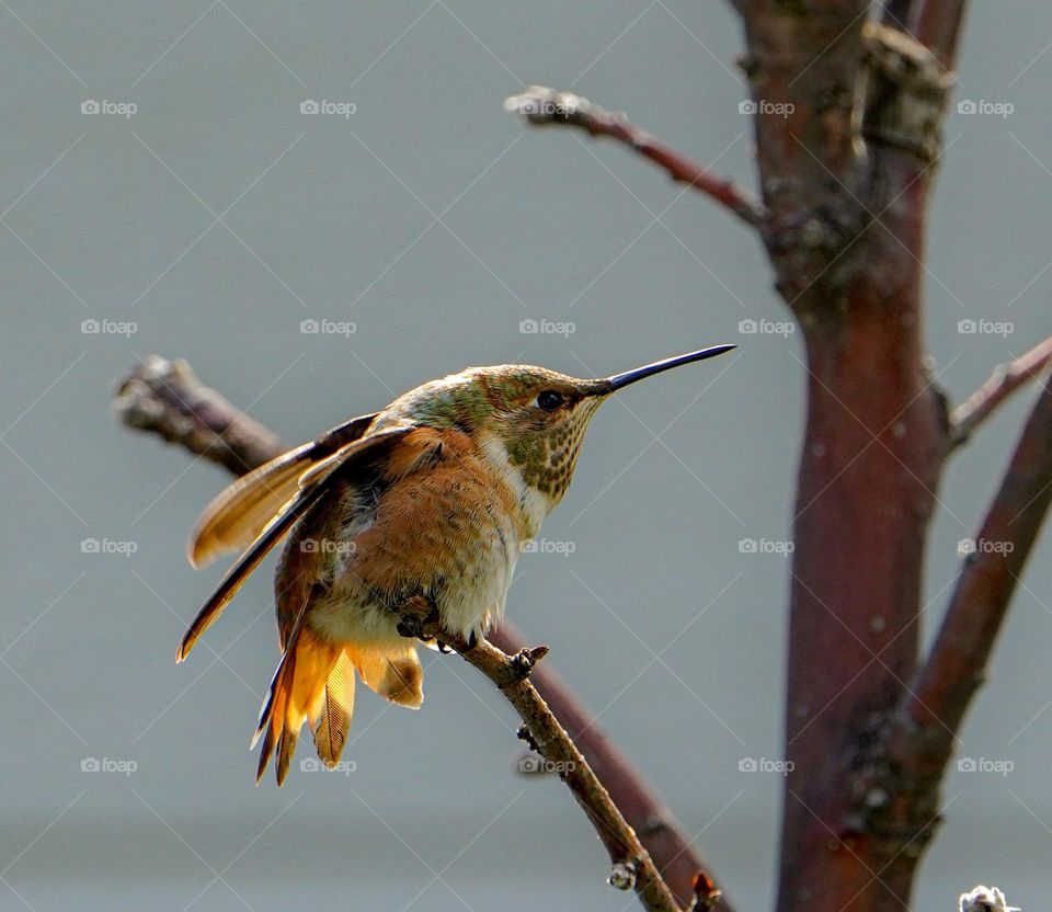 Hummingbird Series - Tough - My little friend was either cold or trying to show how tough she was., preparing for the darting and fencing in my back yard, with the usual whirring as they fly right past my ear.