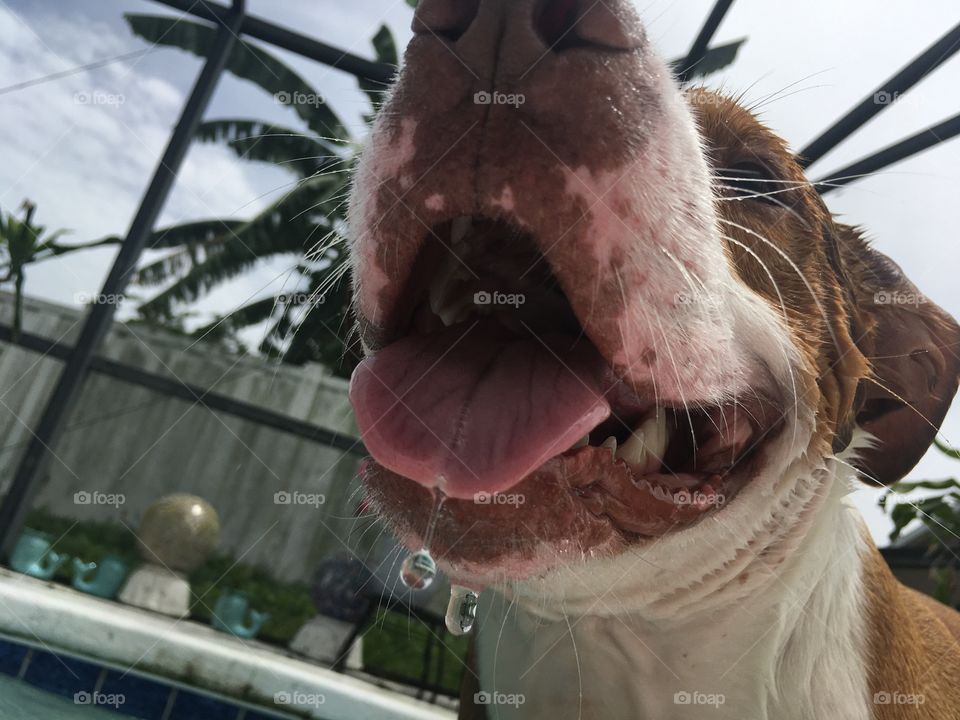 Dog playing with an orange ball at the pool