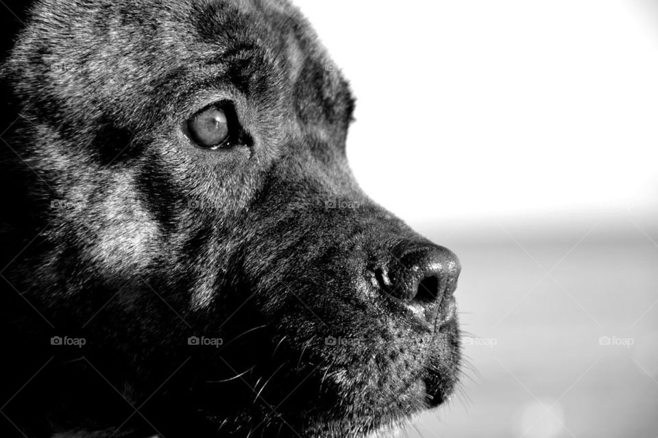 dog eyes nose blackwhite by bubu