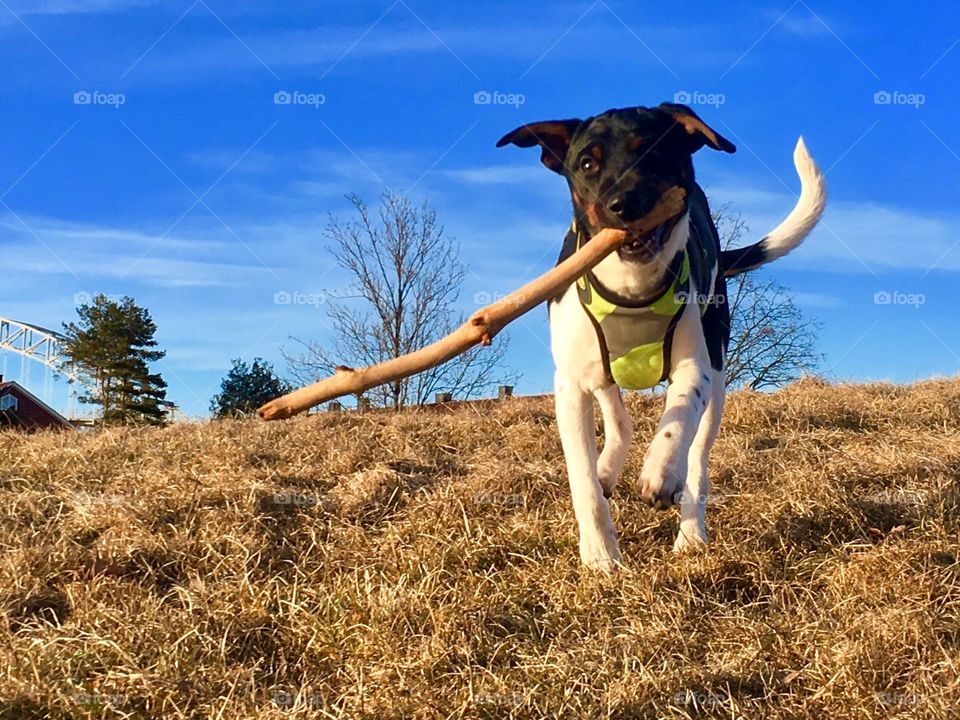 He’s got the stick!