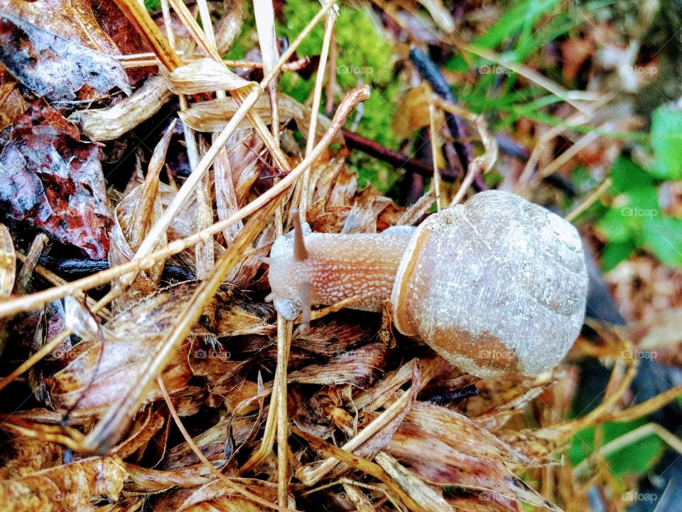 Wood snail in action