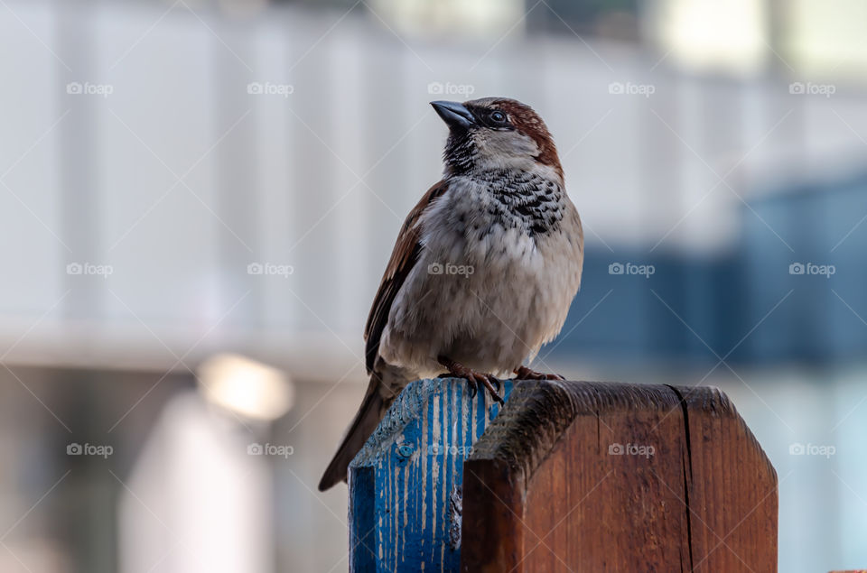 Sparrow standing on the fence
