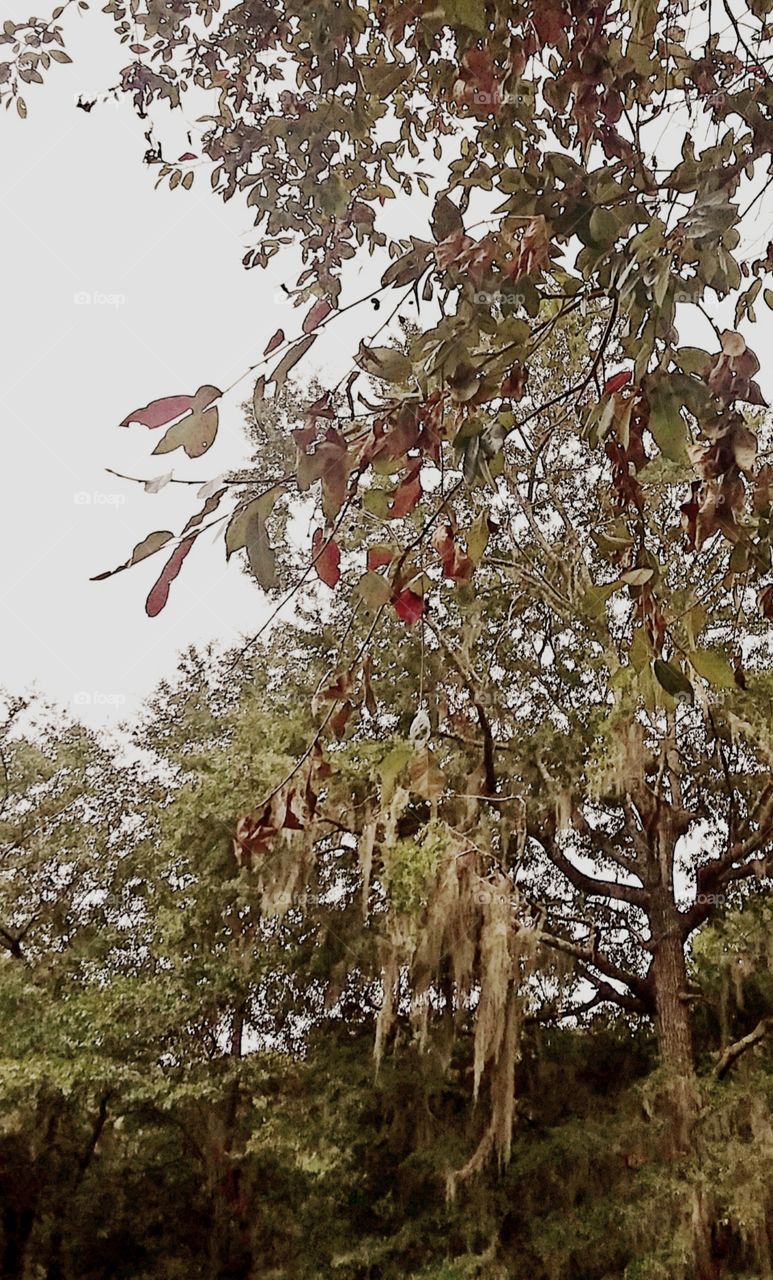 oak trees heavy with Spanish Moss in the fall of the year leaves of red green brown and orange