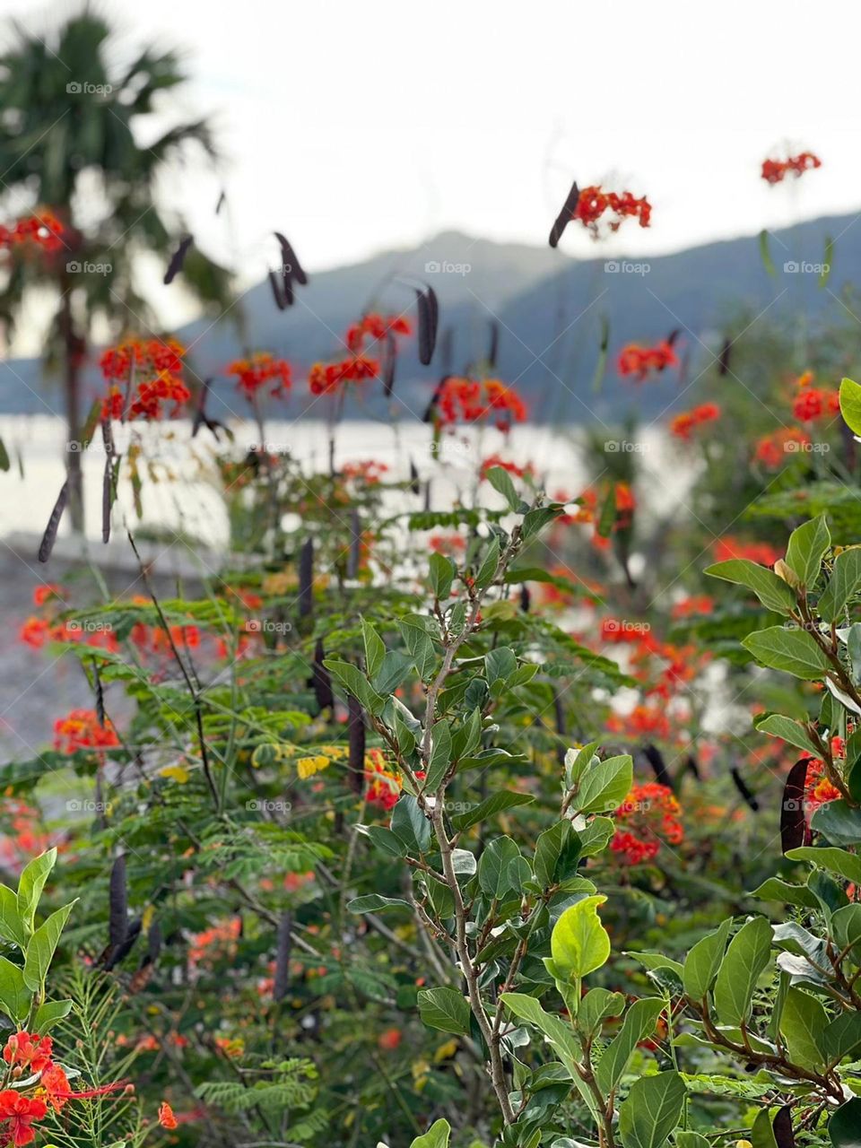 Red flowers