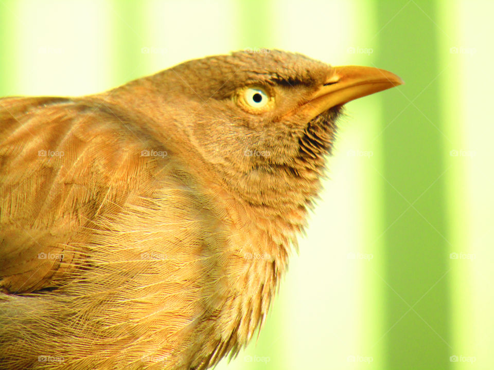Jungle babbler bird or (Turdoides striata) or beautiful seven sisters or angry bird