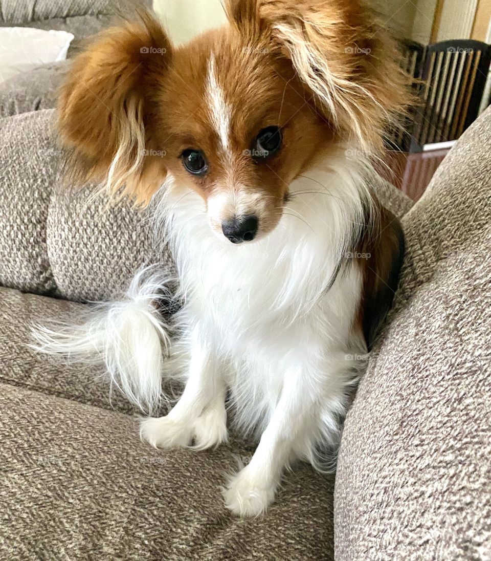 Cutest little papillon!! 