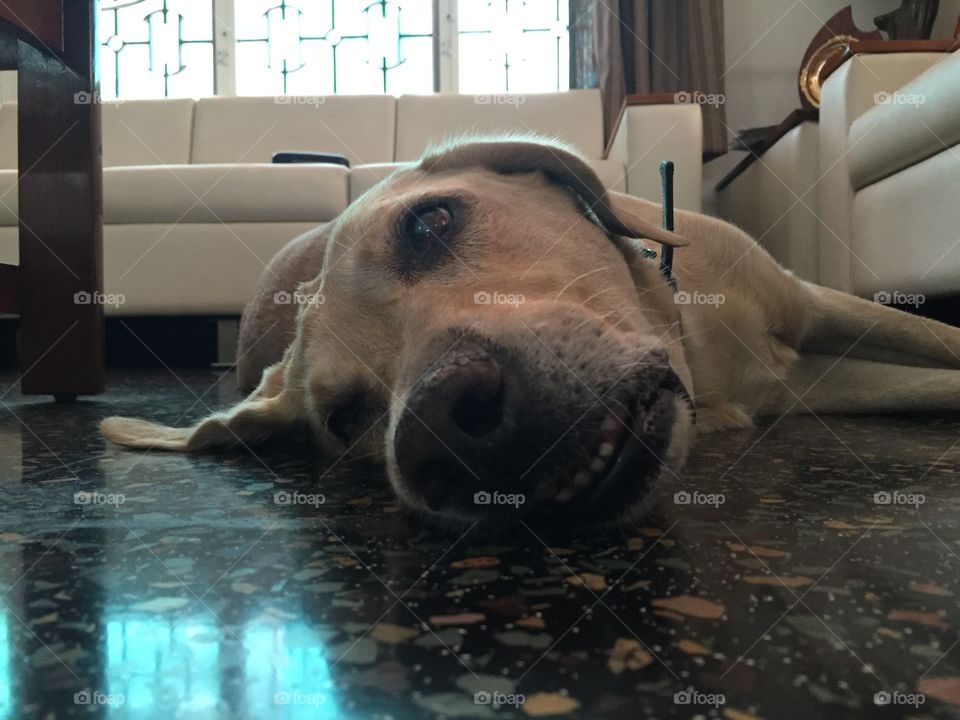 My dog being lazy in the house in Kochi, India.