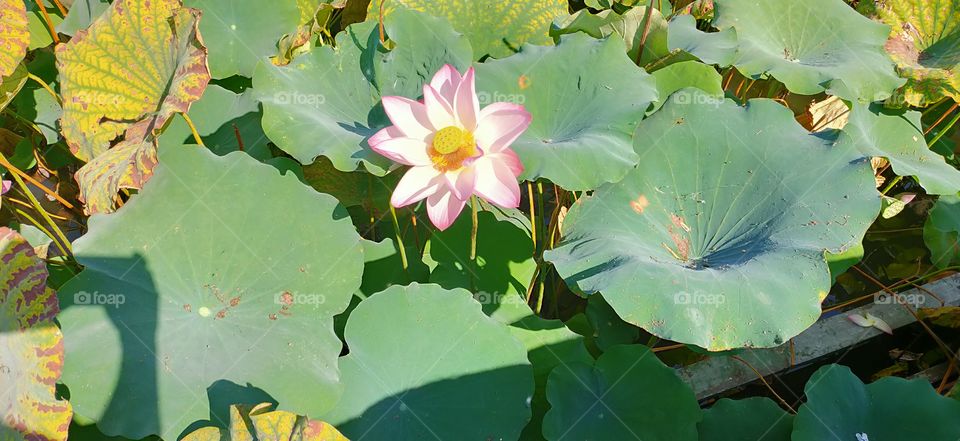 lotus flower