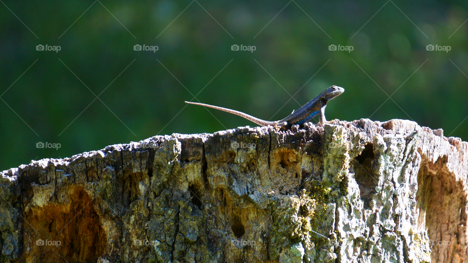 Close up view of lizard