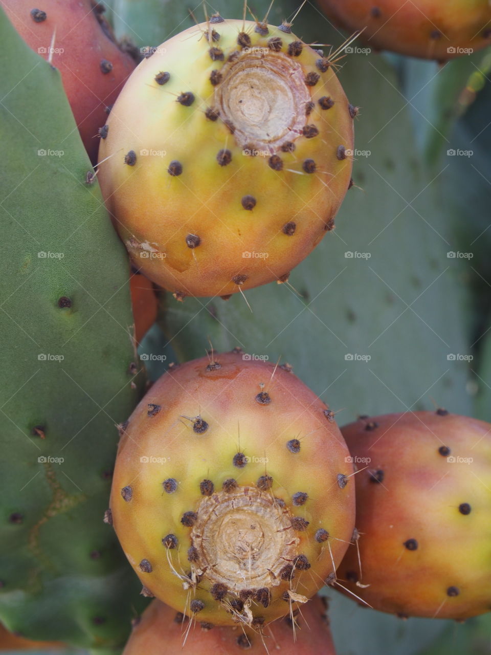Close-up of cactus