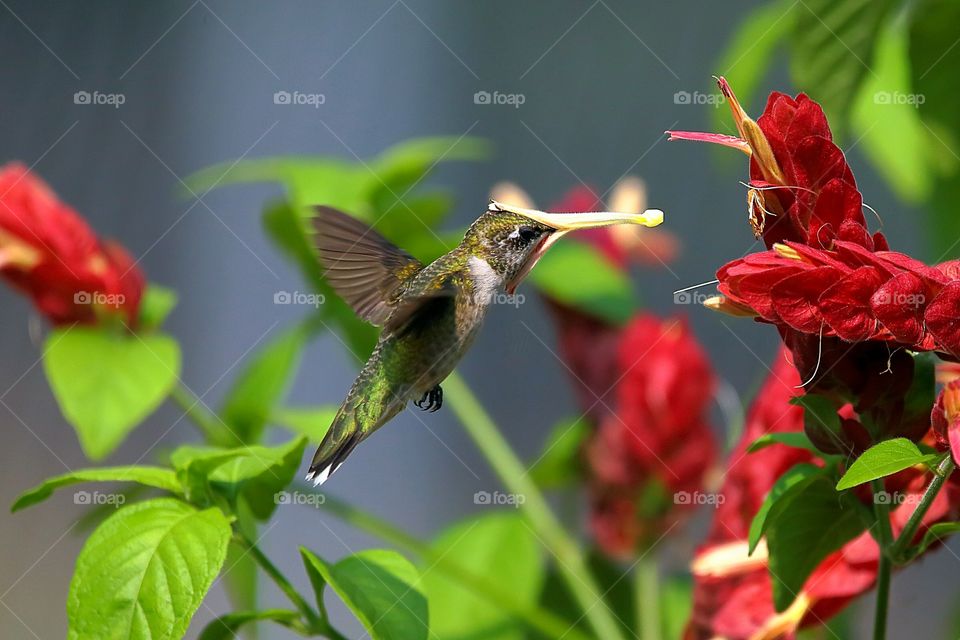 ruby-throated hummingbird