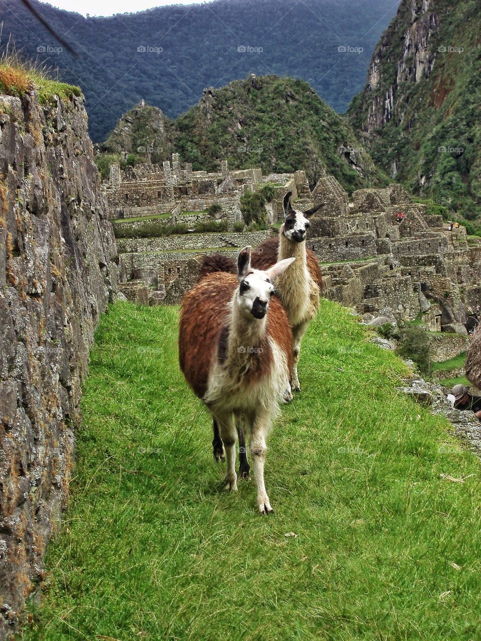 Walking the paths of Machu Picchu