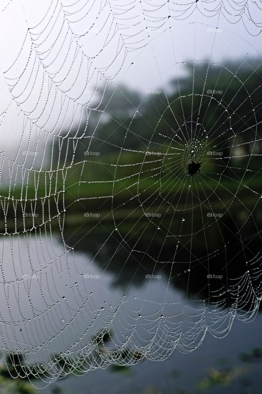 Close-up of wet spider web