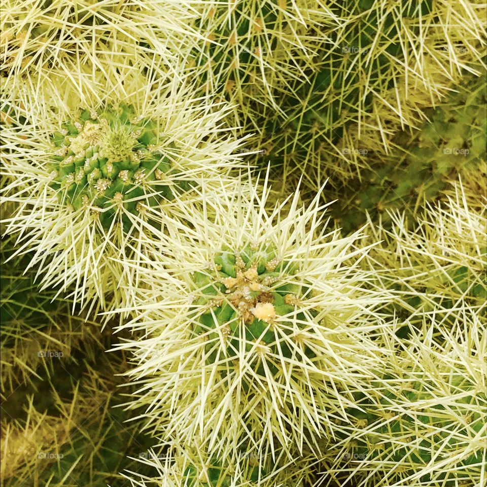 Close-Up White Cactus Needles 