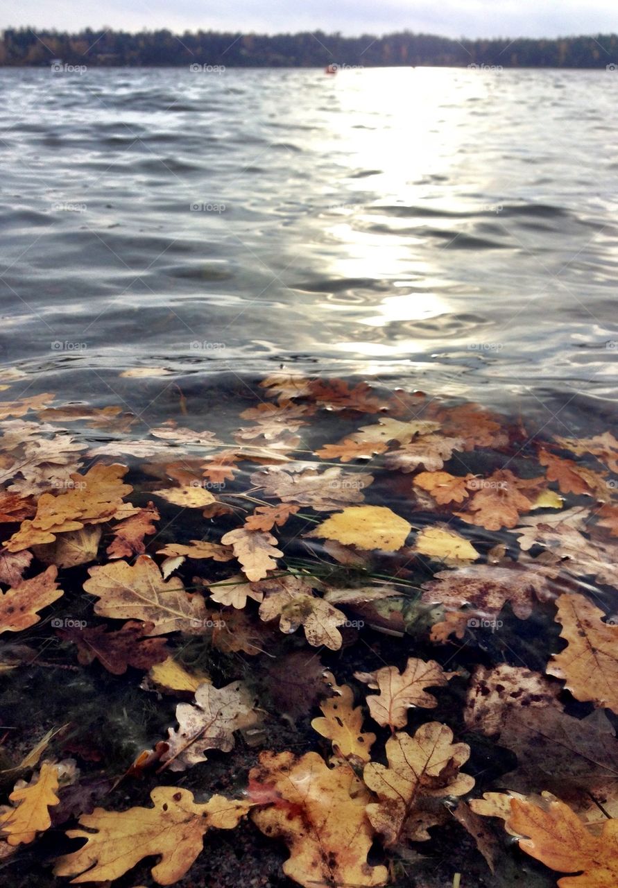Ocean holding leafs