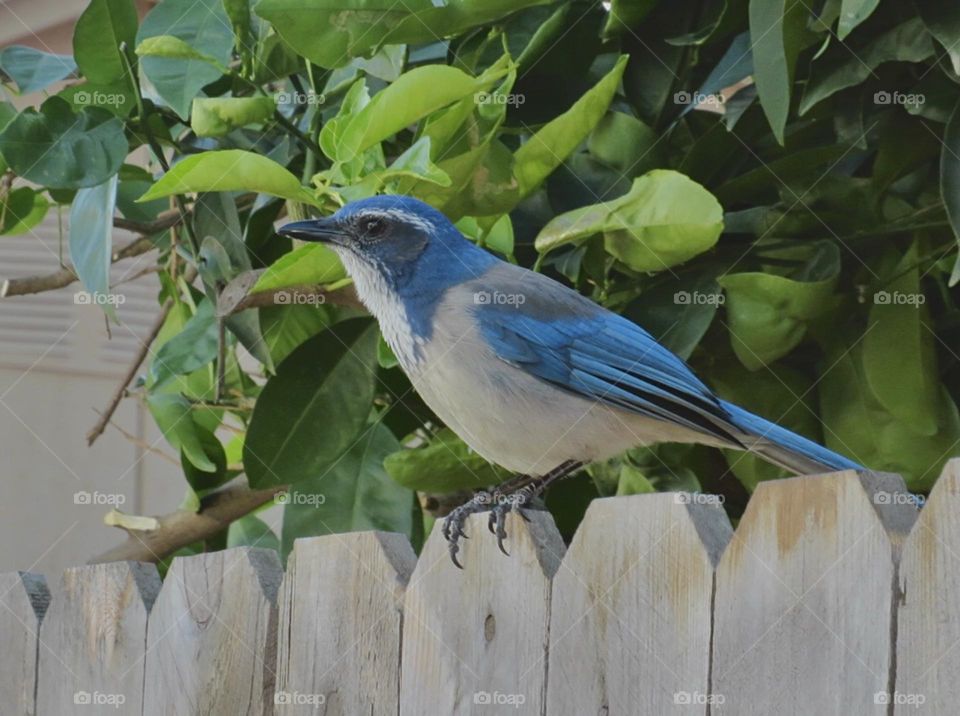 Scrub Jay