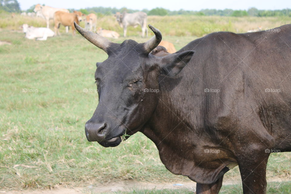 this big black cow are raised