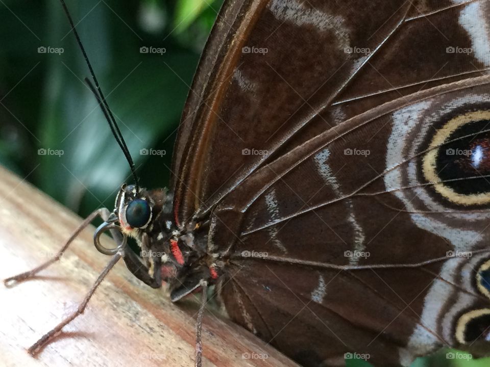 Close-up of a butterfly