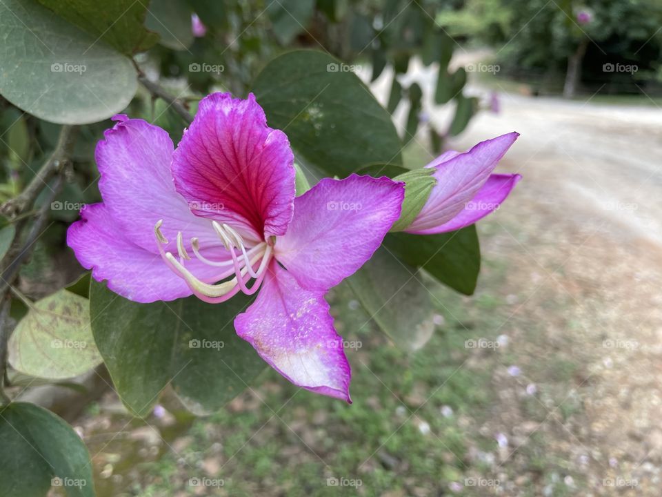 Flor e botão 