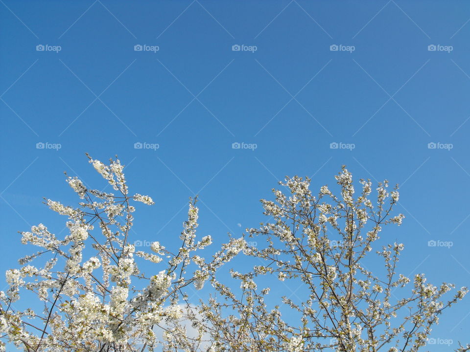Spring blossom branches against the blue sky and the little moon