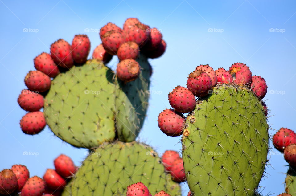 Cactus