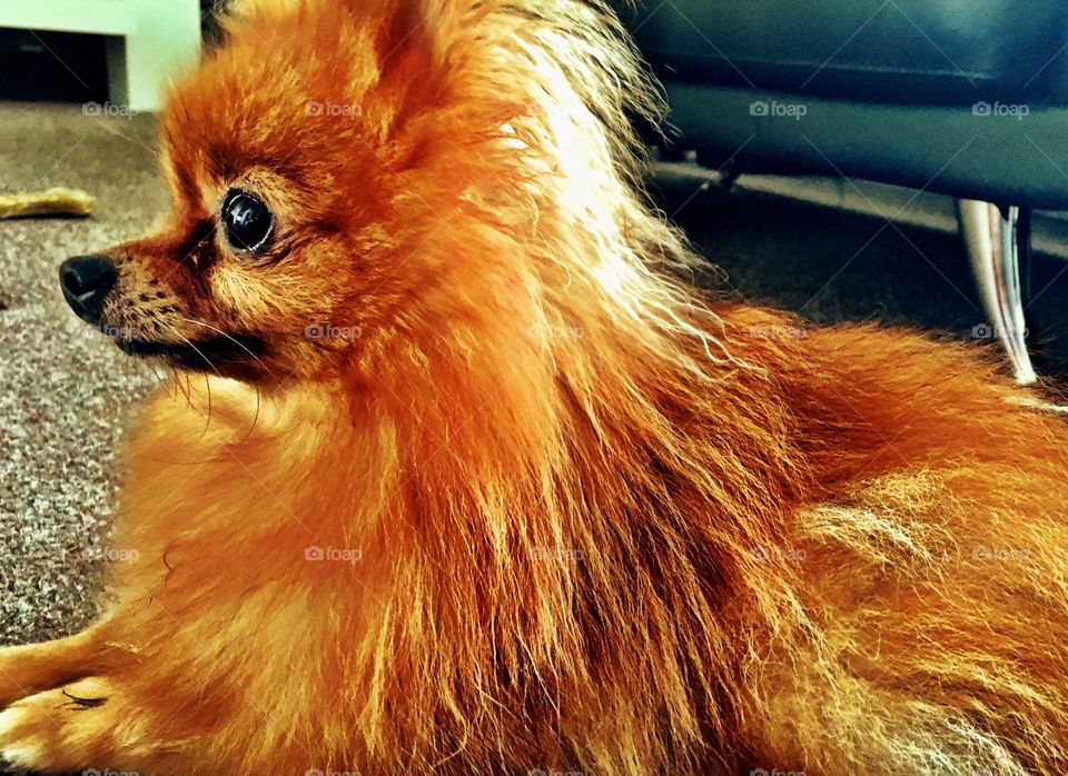 Tiny orange Pomeranian 