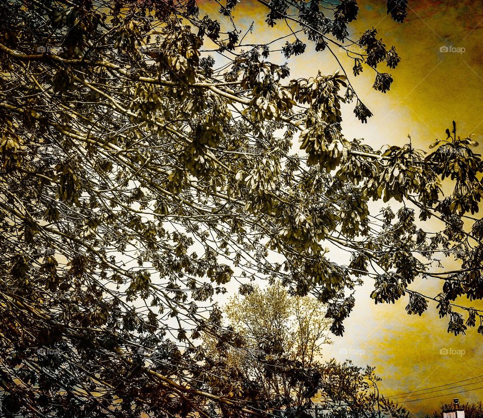 Branching with special effects