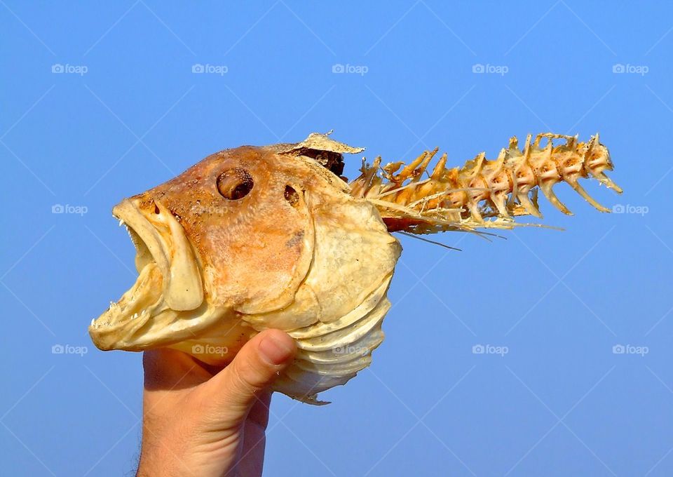 Fish skeleton