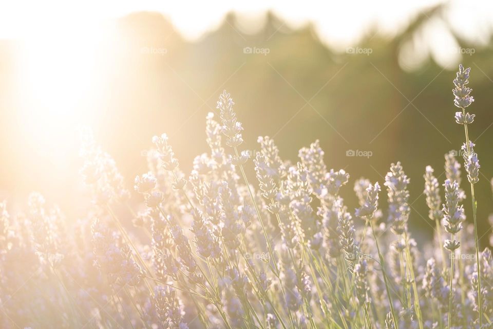 Lavender field in summer, sunset time