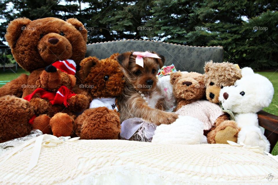 Yorkie loves teddy bears   