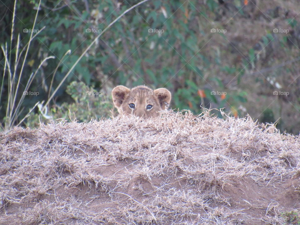 Baby lion playing peek-a-boo