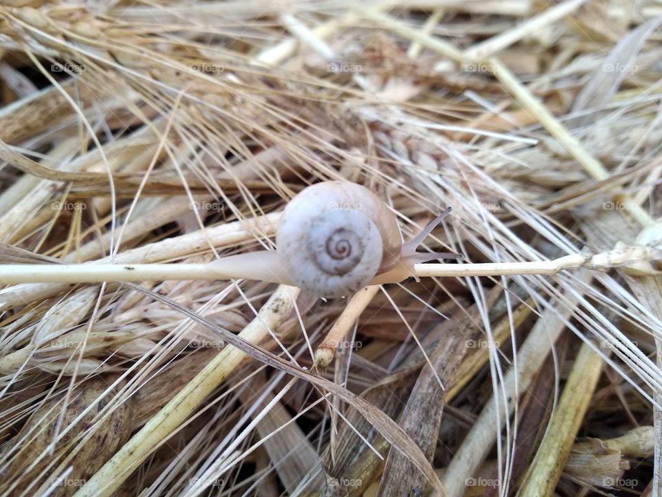 Snail