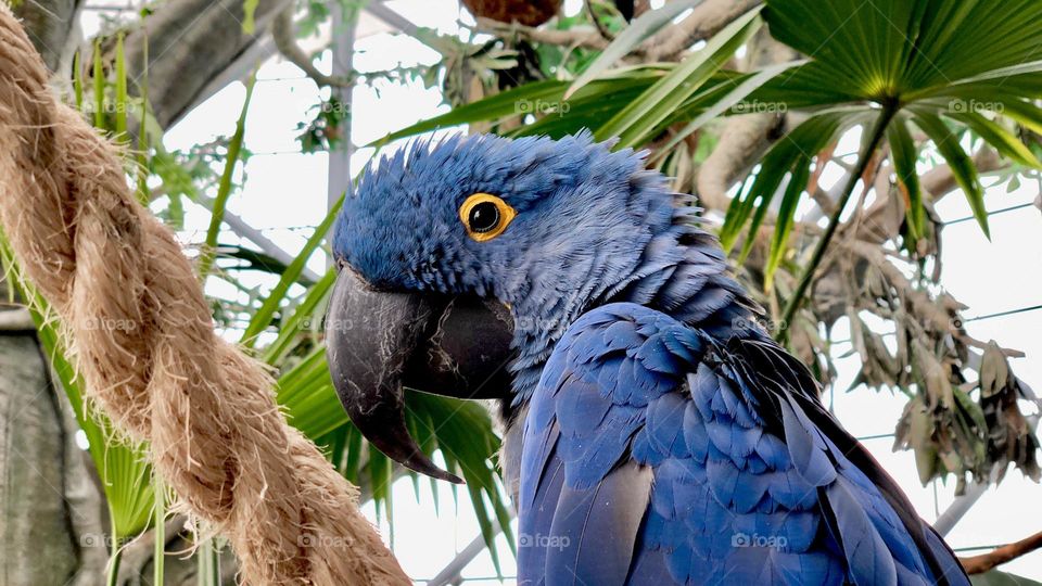 Hyacinth macaw