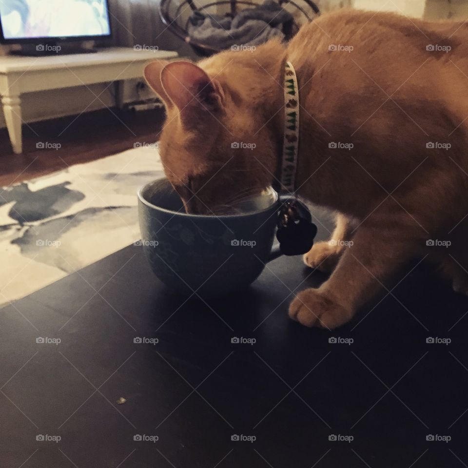 Cat drinking water from coffee mug