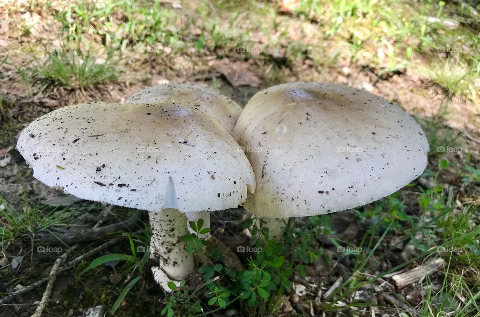 Fungus 