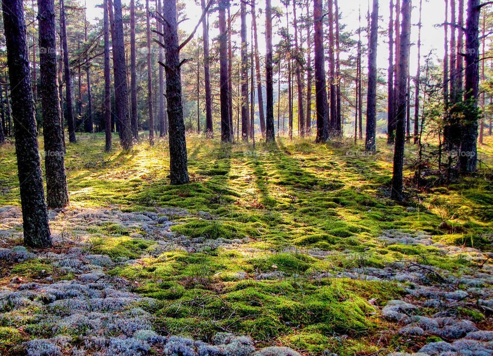 new pine forest in the spring