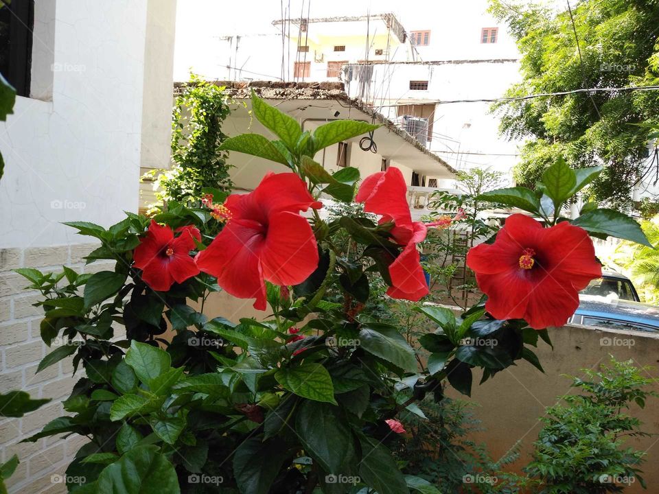 beautiful red hibiscus flowers in the garden