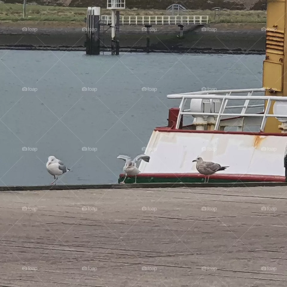 three seagulls in the harbor