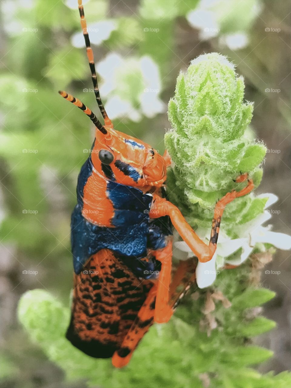 Stunning & Exquisite Leichhardt Grasshopper
